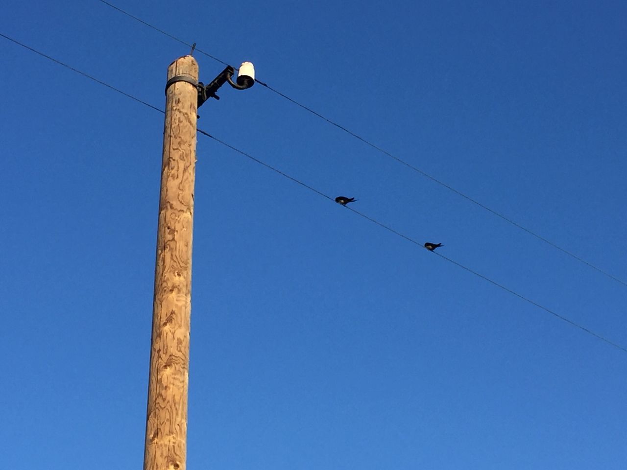 Sparrows on powerline