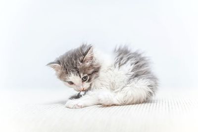 Portrait of cat relaxing on white background