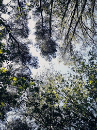 Low angle view of white flowering tree against sky