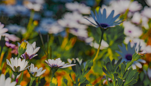 Close-up of purple flowering plant on field