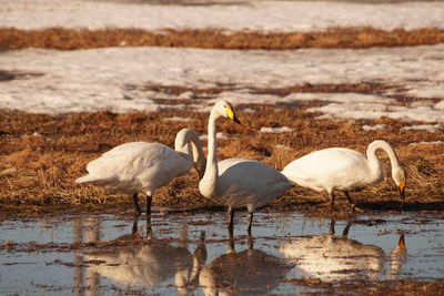 Swans in lake