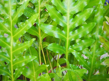 Full frame shot of green leaves