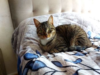 High angle view portrait of a cat