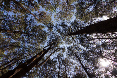 Low angle view of trees against sky