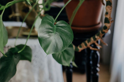 Philodendron skandens or philodendron cordifolia. indoor plant growing vertically