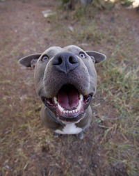 High angle view of dog looking up