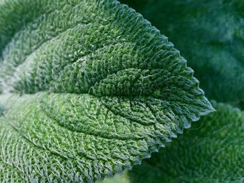 Close-up of fern