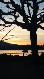 Silhouette of trees at sunset