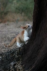 Cat lying on tree trunk