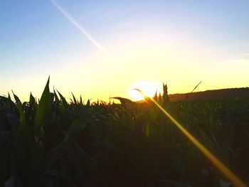 Scenic view of agricultural field against sky during sunset