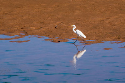 Bird on lake