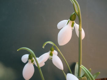 Close-up of white flowering plant
