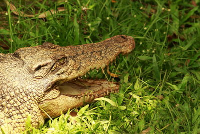 Close-up of a lizard on grass