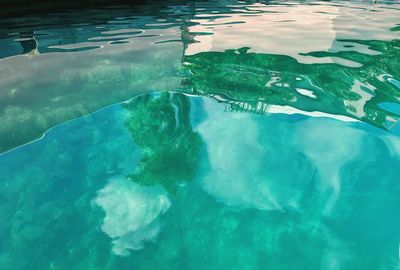 View of fish swimming in sea