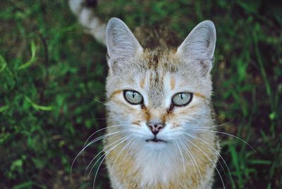 Close-up portrait of tabby cat