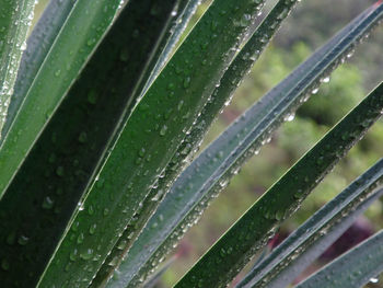 Close-up of raindrops on leaf