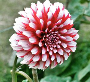 Close-up of red dahlia blooming outdoors