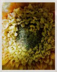Close-up of yellow flower
