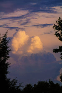 Low angle view of silhouette trees against sky at sunset