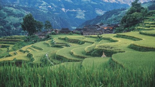 Scenic view of rice paddy