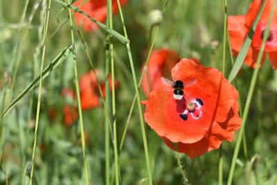 Close-up of ladybug on red poppy