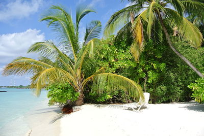 Palm trees on beach against sky