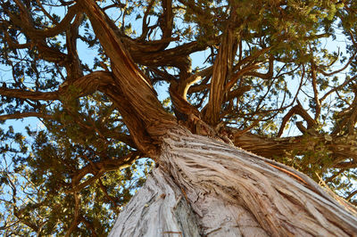 Low angle view of trees in forest