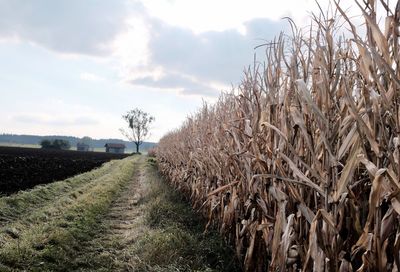 Crops growing on field against sky