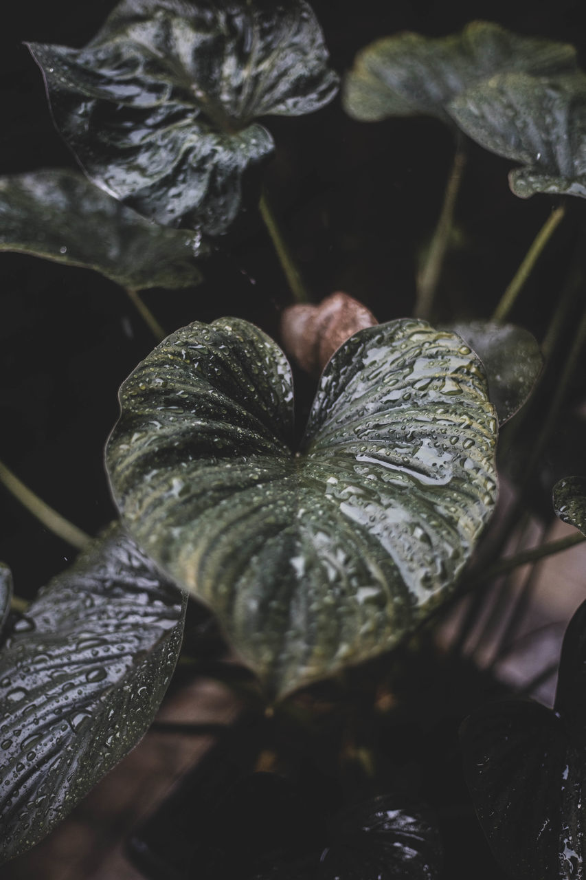 CLOSE-UP OF WATER DROPS ON LEAVES