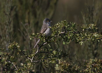 Bird perching on a plant