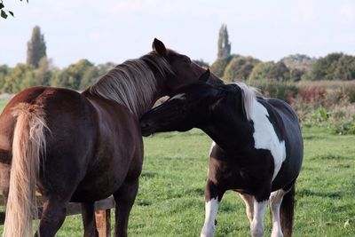 Horses standing on field against sky