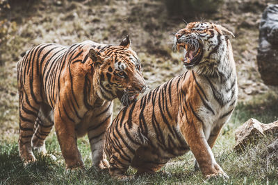 Zebras in a field