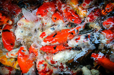 High angle view of koi carps swimming in pond