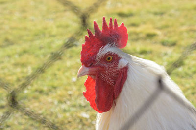 Close-up of rooster