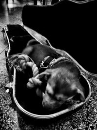 High angle view of dog sleeping