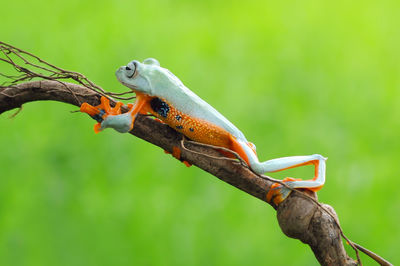 Close-up of bird perching on branch