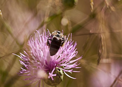 Bee on pink flower eating pollen, macro photography, details, colorful