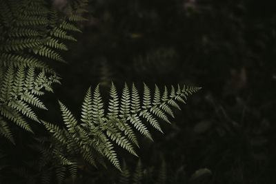 Close-up of fern leaves