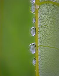 Close-up of water drop on leaf