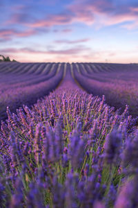 Purple flowering plants on field against sky during sunset