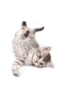 Close-up portrait of kitten against white background