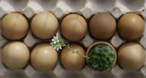 Directly above shot of eggs in container