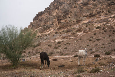 Horses grazing in a field