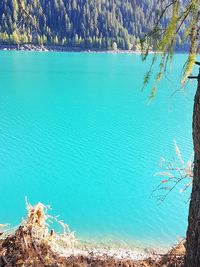 High angle view of lake and trees