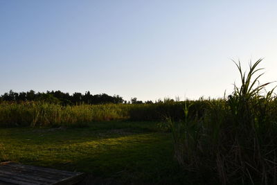 Trees on field against clear sky