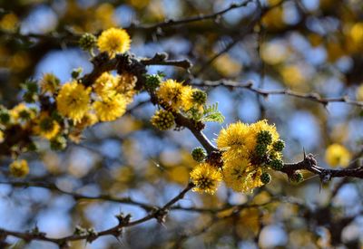 Close-up of flowers on branch