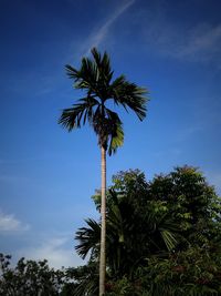 Low angle view of coconut palm tree against blue sky