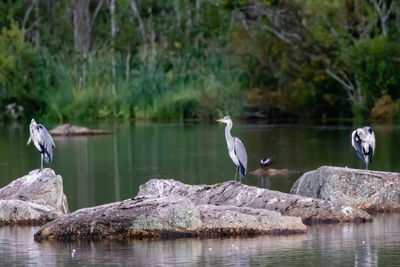 Grey heron perching on rock by lake