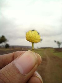 Close-up of hand holding yellow flower