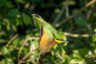 Little bee-eater with catchlight dives past bush